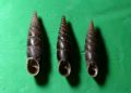 Charpentieria (Itala)&nbsp;itala