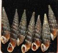 Balea (Alinda)&nbsp;biplicata