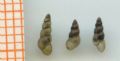 Heleobia&nbsp;aponensis