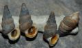 Cochlostoma&nbsp;cf gracile