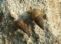 Cochlostoma&nbsp;villae
