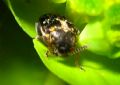 Bruchidae