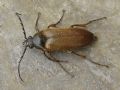 Cebrionidae