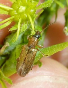 Orsodacnidae