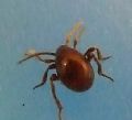 Ptinidae