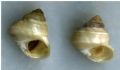 Cantrainea&nbsp;peloritana