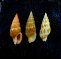Mitrella&nbsp;coccinea