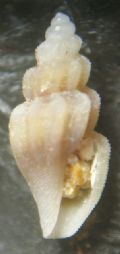 Mangelia&nbsp;costulata