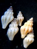 Mangelia&nbsp;taeniata