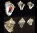 Coralliophila&nbsp;brevis