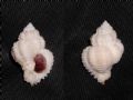 Coralliophila&nbsp;trigoi