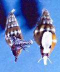 Vexillum&nbsp;tricolor - savignyi