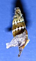 Vexillum&nbsp;tricolor