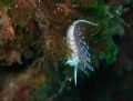 Cratena&nbsp;peregrina