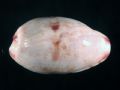 Purpuradusta&nbsp;gracilis notata