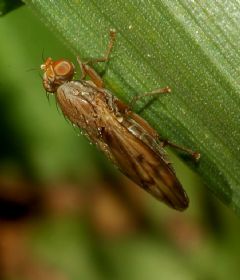 Opomyzidae