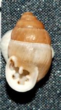 Euchondrus&nbsp;saulcyi