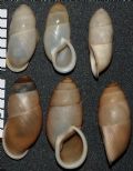 Buliminus&nbsp;labrosus