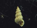 Epitonium&nbsp;hispidulum
