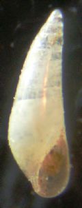 Vitreolina&nbsp;cfr. antiflexa