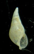 Vitreolina&nbsp;curva