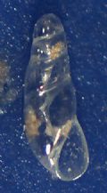 Vitreolina&nbsp;cionella