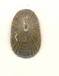 Diodora&nbsp;cfr. dorsata