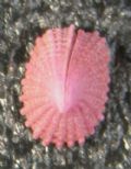 Emarginula&nbsp;fissura