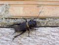 Gryllus&nbsp;campestris