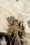 Eumodicogryllus&nbsp;bordigalensis