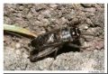 Eumodicogryllus&nbsp;bordigalensis
