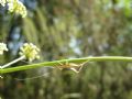 Oecanthus&nbsp;pellucens