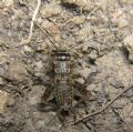 Eumodicogryllus&nbsp;bordigalensis