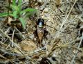 Gryllus&nbsp;bimaculatus