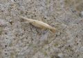 Oecanthus&nbsp;pellucens