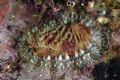 Haliotis&nbsp;tuberculata lamellosa