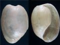 Haminoea&nbsp;cfr. hydatis(Linn�,1758)