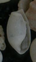 Weinkauffia&nbsp;turgidula