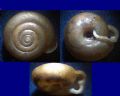 Causa&nbsp;holosericea