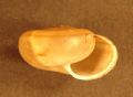 Chilostoma&nbsp;zonatum flavovirens