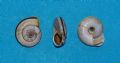 Chilostoma&nbsp;cingulatum bizona