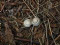 Cepaea&nbsp;nemoralis