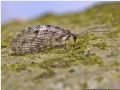 Wesmaelius&nbsp;(? subnebulosus)