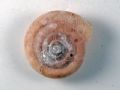 Caracollina(Caracollina)&nbsp;lenticula