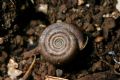 Helicodonta&nbsp;obvoluta