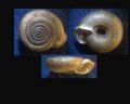 Falkneria&nbsp;camerani
