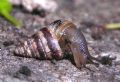 Cochlicella&nbsp;barbara