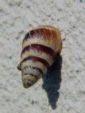 Cochlicella&nbsp;barbara