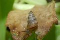 Cochlicella&nbsp;barbara