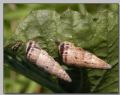 Cochlicella&nbsp;acuta